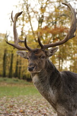 Beautiful deer stag in the forest in Europe, Germany. Magnificent wild animal with large antlers