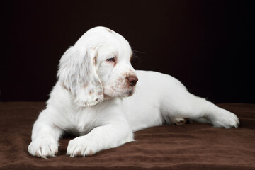 Cute funny Clumber Spaniel puppy