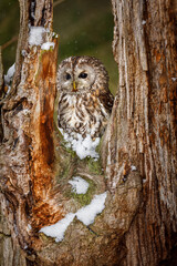 Owl in snowfall. Tawny owl, Strix aluco, perched on rotten oak stump. Beautiful brown owl perfectly camouflaged in winter forest. Wildlife nature. Closeup of nocturnal bird of prey in natural habitat