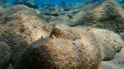 Common cuttlefish or European common cuttlefish (Sepia officinalis) undersea, Aegean Sea, Greece, Halkidiki