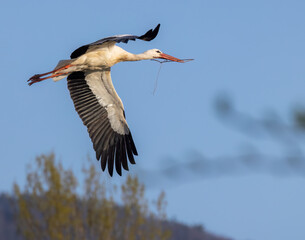 White stork (ciconia ciconia), early spring near Hunawihr, Alsace, France