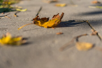 Acer saccharum Marshall a Serene Autumn Leaf Resting on the Earth's Surface