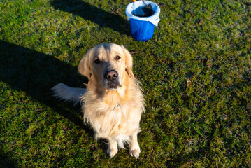 A male Golden Retriever stands on the frozen grass between dog poop, a bucket of feces visible.