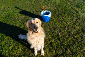 A male Golden Retriever stands on the frozen grass between dog poop, a bucket of feces visible.