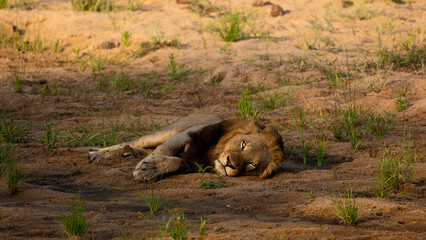 a mature male lion in a dry riverbed during the golden hour