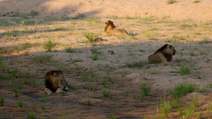 a coalition of male lions