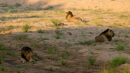 a coalition of male lions