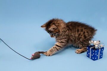 a British breed kitten on a blue background with a New Year's toy, a British cat celebrates the New Year with a Christmas tree toy on a blue background