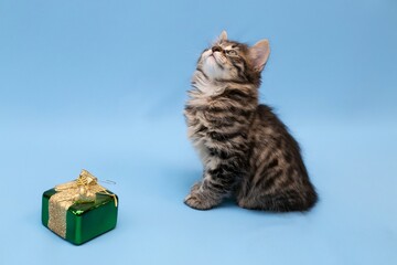 a British breed kitten on a blue background with a New Year's toy, a British cat celebrates the New Year with a Christmas tree toy on a blue background