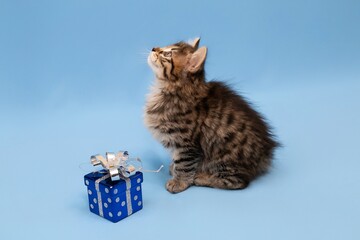 a British breed kitten on a blue background with a New Year's toy, a British cat celebrates the New Year with a Christmas tree toy on a blue background