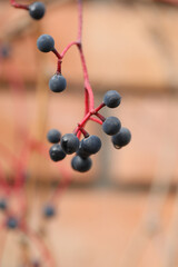 Autumn ivy berries in autumn garden. season