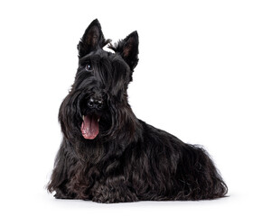 Cute adult solid black Scottish Terrier dog, laying down side ways. Ears eract, tongue out, and looking towards camera. One eye visible, one eye hiding behind bangs. Isolated on a white background.