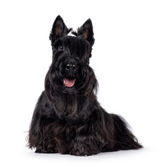 Cute adult solid black Scottish Terrier dog, sitting up side ways. Ears up, tongue out, and looking...