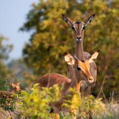 impala during the golden hour