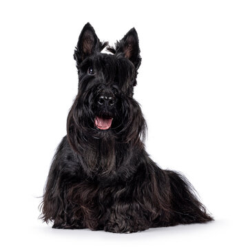 Cute Adult Solid Black Scottish Terrier Dog, Sitting Up Side Ways. Ears Up, Tongue Out, And Looking Towards Camera. One Eye Visible, One Eye Hiding Behind Bangs. Isolated On A White Background.