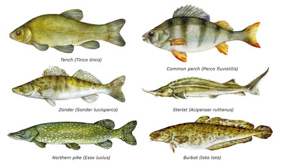 Watercolor set of fish: Tench, European perch, Zander, Sterlet, Northern pike, Burbot. Hand drawn fish illustration. - obrazy, fototapety, plakaty