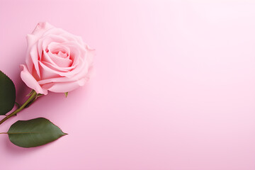 Fototapeta na wymiar pink rose on a pink background