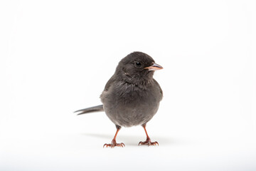 a small bird standing on a white surface