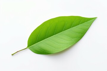 Obraz premium Glossy Green leaf isolated. Nature organic. Generate Ai