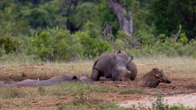 white rhinos resting early morning