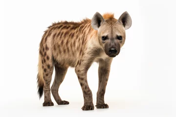 Zelfklevend Fotobehang a hyena standing on a white surface © illustrativeinfinity