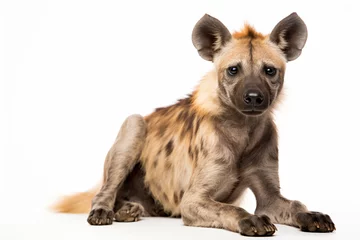 Photo sur Plexiglas Hyène a hyena laying down on a white surface