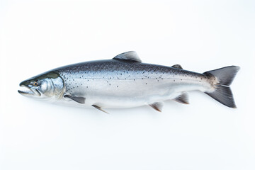 Fototapeta premium a fish that is laying on a white surface