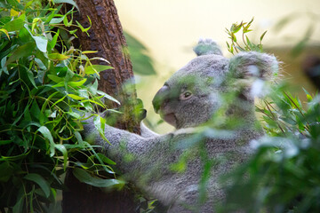 Cute koala bear on a tree eating 