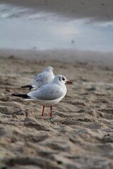 Seagull on a beach walking on sand