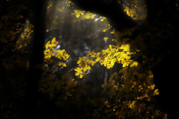 Le foglie in autunno in Umbria