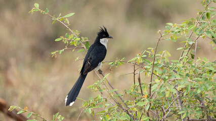A Jacobin cuckoo close up