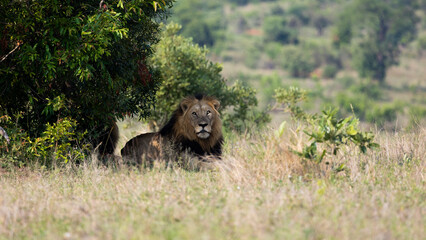 a mature black mane lion in the wild