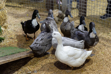 Forest, Swedish Blue, and Pomeranian Duck, Black, White, Grey Plumage Ducks in a Cozy Hutch on the...