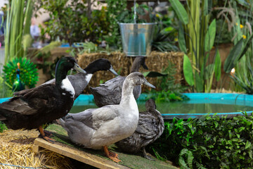 Majestic Forest, Swedish Blue, and Pomeranian Domestic Ducks Preening, Diverse Breeds on Wooden...