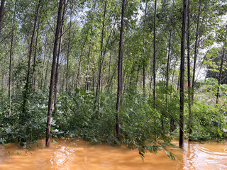 beautiful landscape of the forest with flood
