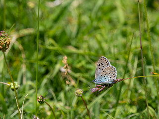 Large Blue Butterfly on Grass Stem