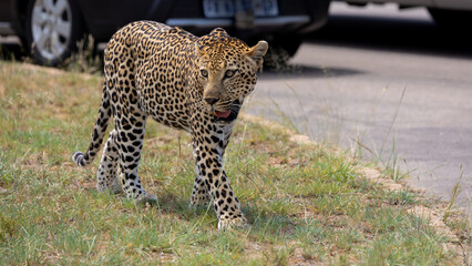 a big male leopard walking close to the road with vehicles
