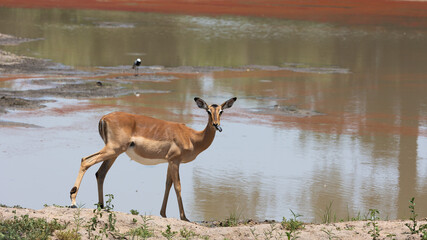 Impala ewe at a waterhole with red algae