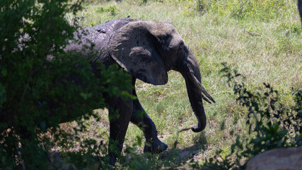 African elephant cow with long tusks