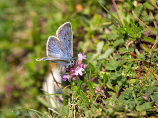 Large Blue Butterfly on Wild Thyme