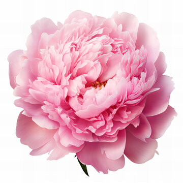 Pink peony isolated on white background