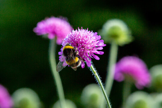 A bee perched on a knautia flower in the summer sunshine