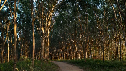 Foto op Plexiglas Rubber plantation, warm sunlight is hope © Bronson Mac studio