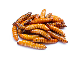 pupa on white background, fry silk worms - fried pupa for food beetle worm