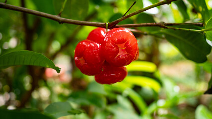 Obraz premium Red rose apple