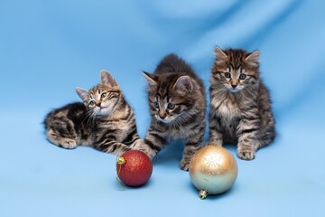 funny,  kittens,  with Christmas toys, some cute British kittens playing on a blue background, funny kittens celebrating the new year