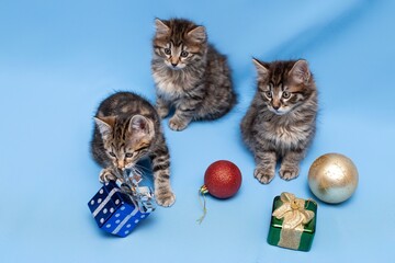 funny,  kittens,  with Christmas toys, some cute British kittens playing on a blue background, funny kittens celebrating the new year