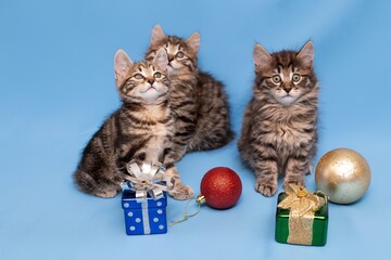 funny,  kittens,  with Christmas toys, some cute British kittens playing on a blue background, funny kittens celebrating the new year