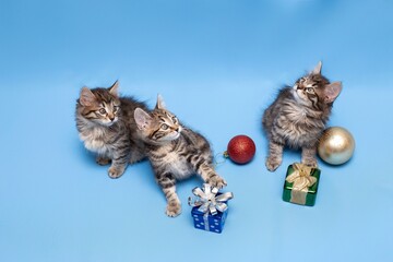 funny,  kittens,  with Christmas toys, some cute British kittens playing on a blue background, funny kittens celebrating the new year