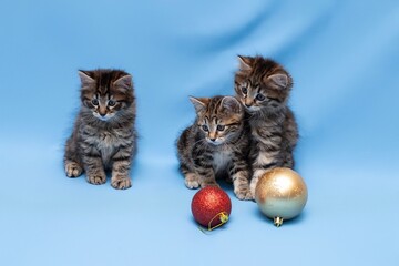 funny,  kittens,  with Christmas toys, some cute British kittens playing on a blue background, funny kittens celebrating the new year